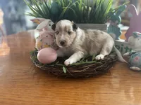 Prince Charming  $2250 Firm , a male Shetland Sheepdog for sale in Tazewell, VA – Photo 1 of 8