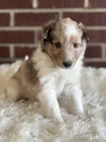 $2250 Firm! CH/GCH Available - Prince Charming - 1 blue eye “  , a male Shetland Sheepdog for sale in Tazewell, VA – Photo 4 of 4