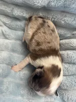 Zeus, a male Shetland Sheepdog for sale in Tazewell, VA – Photo 6 of 7