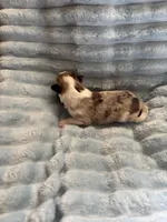 Zeus, a male Shetland Sheepdog for sale in Tazewell, VA – Photo 5 of 7