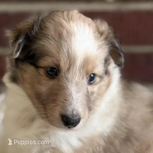 Prince Charming  $2250 Firm  – Shetland Sheepdog puppy on hold in Tazewell, VA