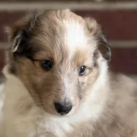 $2250 Firm! CH/GCH Available - Prince Charming - 1 blue eye “  , a male Shetland Sheepdog for sale in Tazewell, VA – Photo 3 of 4