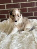 $2250 Firm! CH/GCH Available - Prince Charming - 1 blue eye “  , a male Shetland Sheepdog for sale in Tazewell, VA – Photo 2 of 4