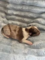 Zeus, a male Shetland Sheepdog for sale in Tazewell, VA – Photo 4 of 7