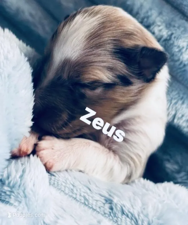 Zeus – Shetland Sheepdog puppy for sale in Tazewell, VA