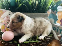 Prince Charming  $2250 Firm , a male Shetland Sheepdog for sale in Tazewell, VA – Photo 3 of 8