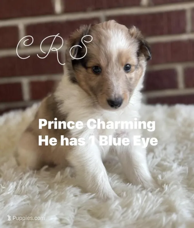 $2250 Firm! CH/GCH Available - Prince Charming - 1 blue eye “   – Shetland Sheepdog puppy for sale in Tazewell, VA