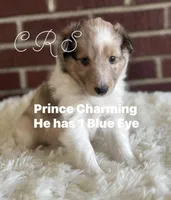 $2250 Firm! CH/GCH Available - Prince Charming - 1 blue eye “  , a male Shetland Sheepdog for sale in Tazewell, VA – Photo 1 of 4