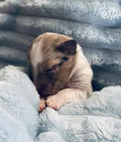 Zeus, a male Shetland Sheepdog for sale in Tazewell, VA – Photo 3 of 7