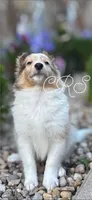 $1650  Firm! AKC DNA CH/GCH Available - Prince Charming - 1 blue eye “, a male Shetland Sheepdog for sale in Tazewell, VA – 5 of 10