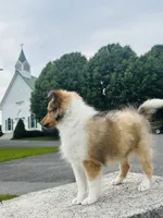 Sandra Dee “ Summer SALE” AKC CH DNA Paired / Health Tested Parents , a female Shetland Sheepdog for sale in Tazewell, VA – 8 of 8