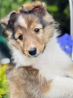 Daisy Mae -  $2250  2lbs 8 ozs AKC / CGH/ Health Tested Parents, a female Shetland Sheepdog for sale in Tazewell, VA – 2 of 10