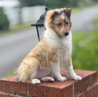 Sandra Dee “ Summer SALE” AKC CH DNA Paired / Health Tested Parents , a female Shetland Sheepdog for sale in Tazewell, VA – 6 of 8