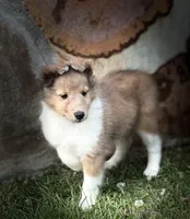 Cocoa Sable Merle-  $2250 AKC - CGH Genetically Health Tested Parents, a male Shetland Sheepdog for sale in Tazewell, VA – 2 of 10