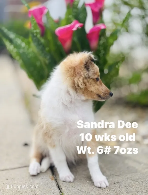Sandra Dee AKC CH DNA Paired / Health Tested Parents  – Shetland Sheepdog puppy for sale in Tazewell, VA