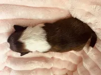 Daisy, a female Shetland Sheepdog for sale in Tazewell, VA – Photo 3 of 4