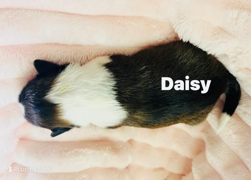 Daisy – Shetland Sheepdog puppy for sale in Tazewell, VA