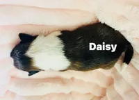 Daisy, a female Shetland Sheepdog for sale in Tazewell, VA – Photo 1 of 4