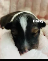 Daisy, a female Shetland Sheepdog for sale in Tazewell, VA – Photo 4 of 4