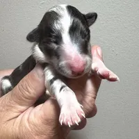 August Puppies Arrived, a male Shetland Sheepdog for sale in Tazewell, VA – 3 of 4