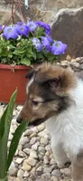Daisy Mae -  $2250  2lbs 8 ozs AKC / CGH/ Health Tested Parents, a female Shetland Sheepdog for sale in Tazewell, VA – 9 of 10