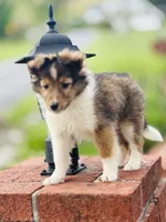 Daisy Mae -  $2250  2lbs 8 ozs AKC / CGH/ Health Tested Parents, a female Shetland Sheepdog for sale in Tazewell, VA – 3 of 10