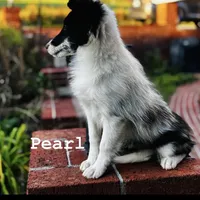 13” ht.   Wt. 15#   DNA Clear., a female Shetland Sheepdog for sale in Tazewell, VA – Photo 7 of 10