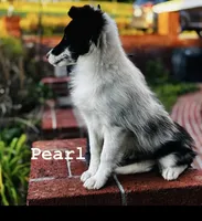 13” ht.   Wt. 15#   DNA Clear., a female Shetland Sheepdog for sale in Tazewell, VA – Photo 7 of 10