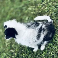 13” ht.   Wt. 15#   DNA Clear., a female Shetland Sheepdog for sale in Tazewell, VA – Photo 6 of 10