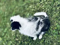 13” ht.   Wt. 15#   DNA Clear., a female Shetland Sheepdog for sale in Tazewell, VA – Photo 6 of 10