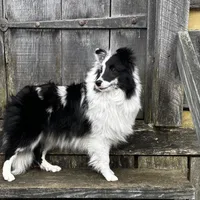 13” ht.   Wt. 15#   DNA Clear., a female Shetland Sheepdog for sale in Tazewell, VA – Photo 3 of 10