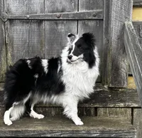 13” ht.   Wt. 15#   DNA Clear., a female Shetland Sheepdog for sale in Tazewell, VA – Photo 3 of 10