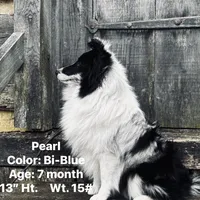 13” ht.   Wt. 15#   DNA Clear., a female Shetland Sheepdog for sale in Tazewell, VA – Photo 1 of 10