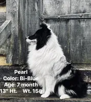 13” ht.   Wt. 15#   DNA Clear., a female Shetland Sheepdog for sale in Tazewell, VA – Photo 1 of 10