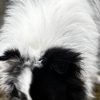 13” ht.   Wt. 15#   DNA Clear., a female Shetland Sheepdog for sale in Tazewell, VA – Photo 2 of 10