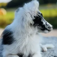 13” ht.   Wt. 15#   DNA Clear., a female Shetland Sheepdog for sale in Tazewell, VA – Photo 5 of 10