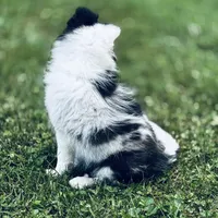 13” ht.   Wt. 15#   DNA Clear., a female Shetland Sheepdog for sale in Tazewell, VA – Photo 10 of 10