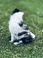 13” ht.   Wt. 15#   DNA Clear., a female Shetland Sheepdog for sale in Tazewell, VA – Photo 10 of 10