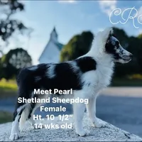 13” ht.   Wt. 15#   DNA Clear., a female Shetland Sheepdog for sale in Tazewell, VA – Photo 9 of 10