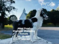 13” ht.   Wt. 15#   DNA Clear., a female Shetland Sheepdog for sale in Tazewell, VA – Photo 9 of 10