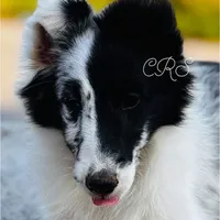 13” ht.   Wt. 15#   DNA Clear., a female Shetland Sheepdog for sale in Tazewell, VA – Photo 8 of 10