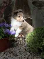 Cocoa Sable Merle-  $2250 AKC - CGH Genetically Health Tested Parents, a male Shetland Sheepdog for sale in Tazewell, VA – 1 of 10