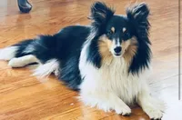 VA - Tri-Color AKC DNA Health Tested results Clear , a male Shetland Sheepdog for sale in Tazewell, VA – 4 of 4