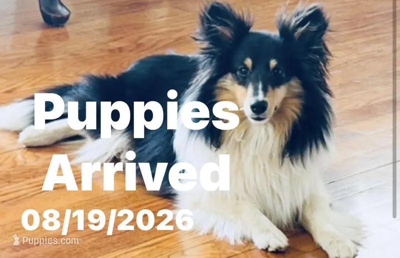 August Puppies Arrived – Shetland Sheepdog puppy for sale in Tazewell, VA