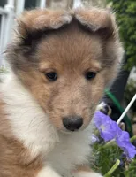 Cocoa Sable Merle-  $2250 AKC - CGH Genetically Health Tested Parents, a male Shetland Sheepdog for sale in Tazewell, VA – 7 of 10