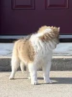 $1650  Firm! AKC DNA CH/GCH Available - Prince Charming - 1 blue eye “, a male Shetland Sheepdog for sale in Tazewell, VA – 3 of 10