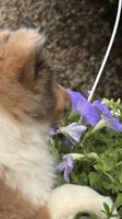 Cocoa Sable Merle-  $2250 AKC - CGH Genetically Health Tested Parents, a male Shetland Sheepdog for sale in Tazewell, VA – 4 of 10