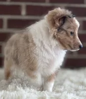 Sandra Dee AKC CH GCH Bloodline DNA Tested Parents , a female Shetland Sheepdog for sale in Tazewell, VA – 6 of 7