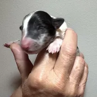 August Puppies Arrived, a male Shetland Sheepdog for sale in Tazewell, VA – 4 of 4