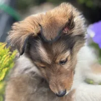 Daisy Mae -  $2250  2lbs 8 ozs AKC / CGH/ Health Tested Parents, a female Shetland Sheepdog for sale in Tazewell, VA – 7 of 10